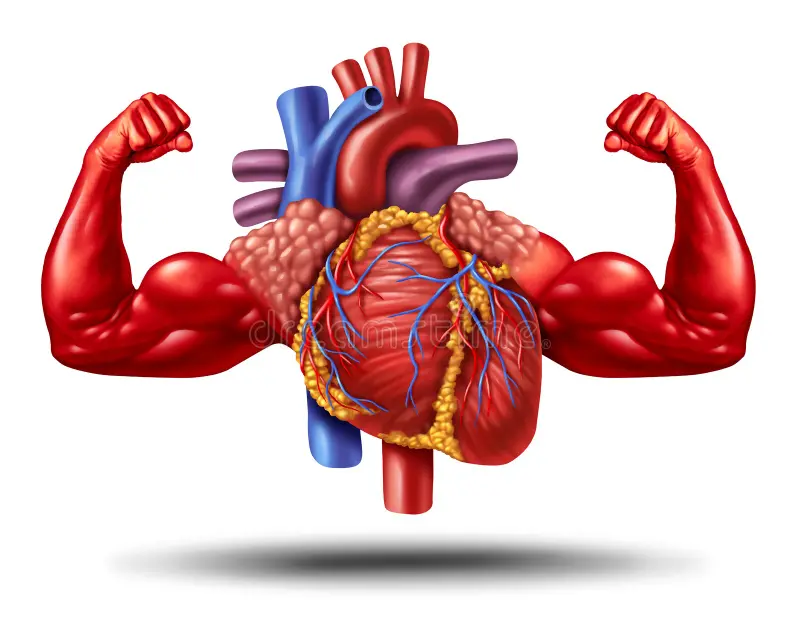 5 Tips for Maintaining a Healthy Heart